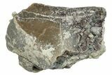 Theropod Dinosaur Partial Tooth - Colorado #286533-1